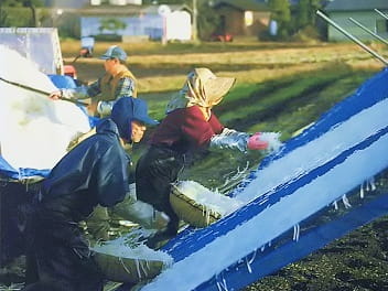 収穫から仕上げまでのこだわり